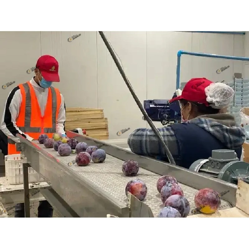 Plum Processing Line price